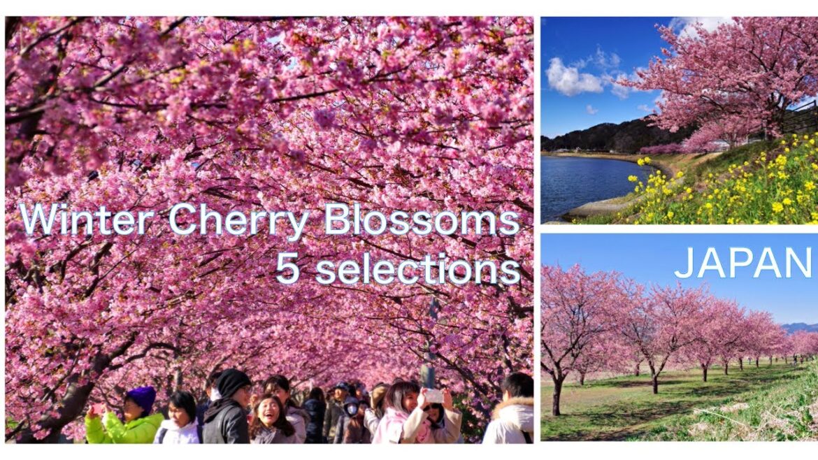 【SAKURA in JAPAN】Cherry blossoms around Tokyo and Izu peninsula　Mt. Fuji　JAPAN TRAVEL and Mt. Fuji